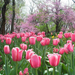 Spring Tulilps and Red Bud Trees Spring Tulilps and Red Bud Trees