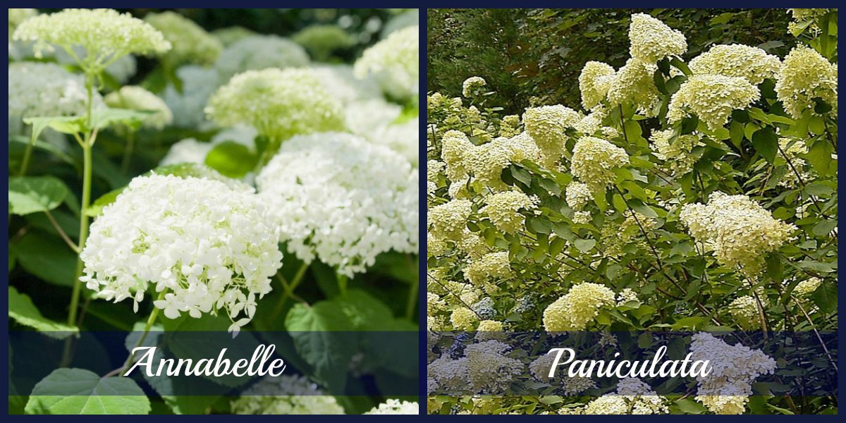 hydrangeas should you prune them in the fall or not reder landscaping landscape design hydrangeas should you prune them in the fall or not reder landscaping landscape design