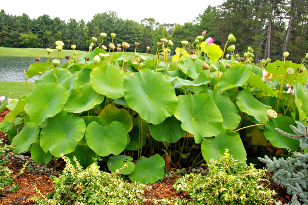 Reder Water Garden Scenes from the MNLA Landscape Design ...