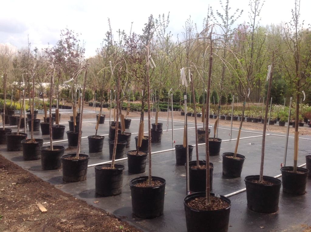 150 Years, 150 Trees! Congratulations St. John’s Episcopal!
