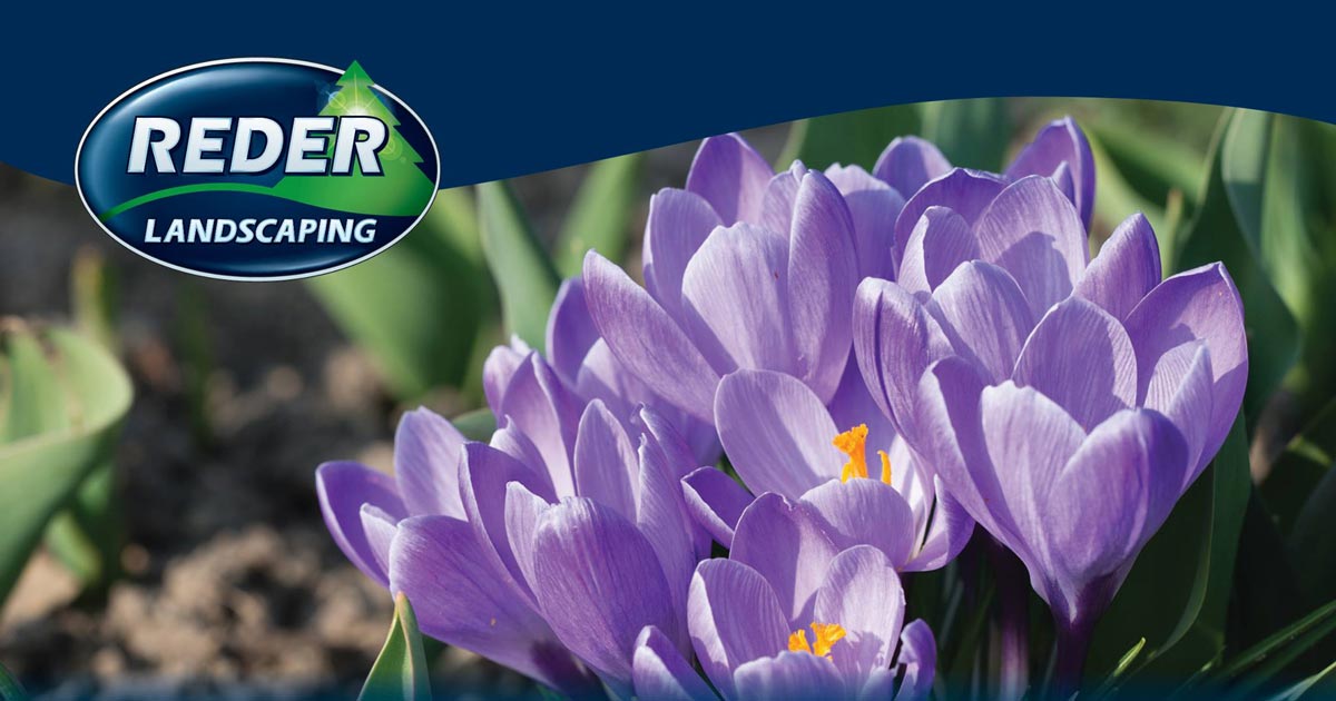 Purple Reeder Landscape Installation In Michigan | Landscape Architect Midland | Reder