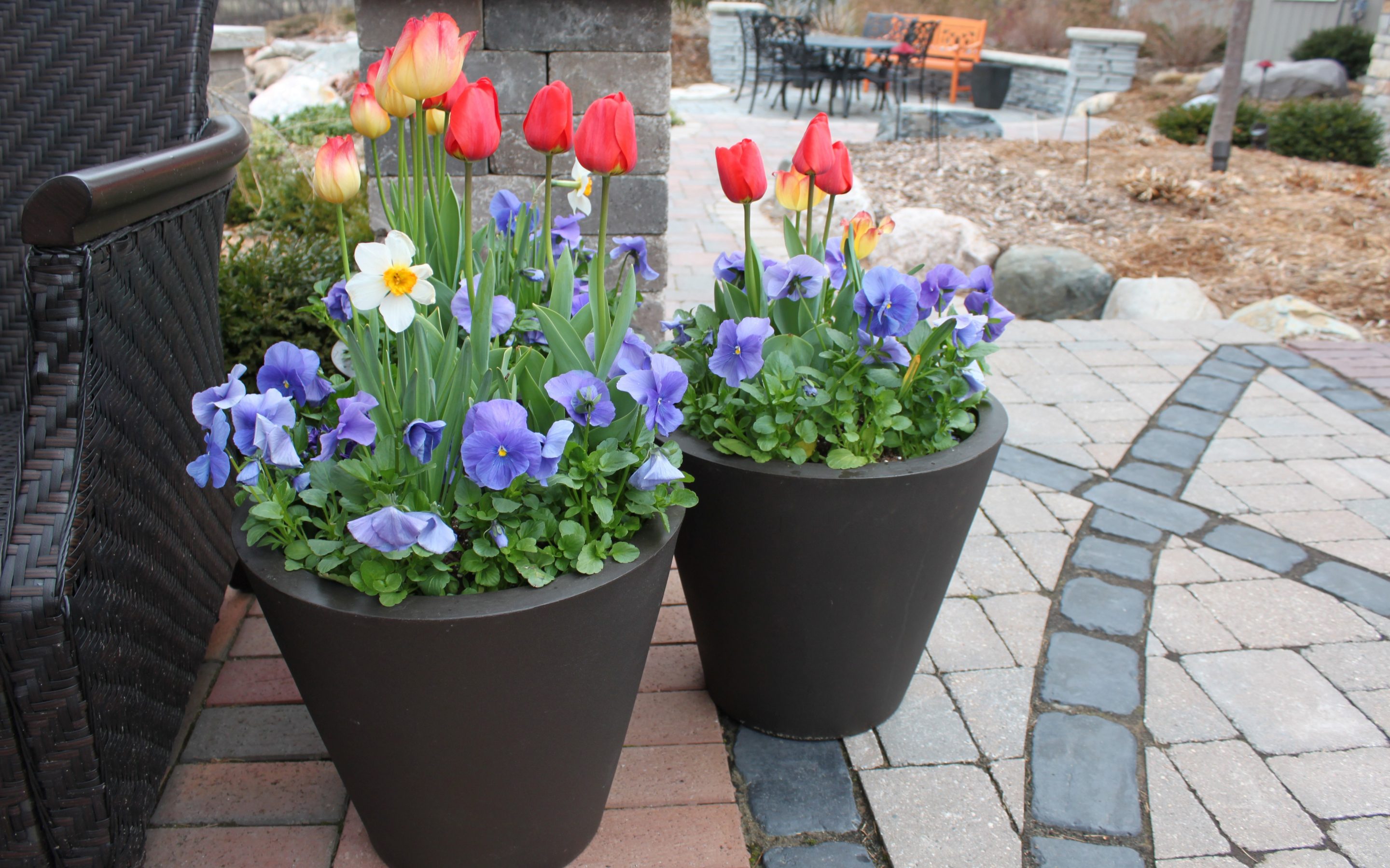 Spring Container Gardens